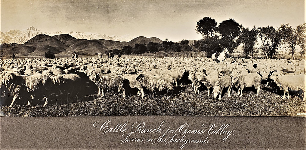 sheep herding near lone pine